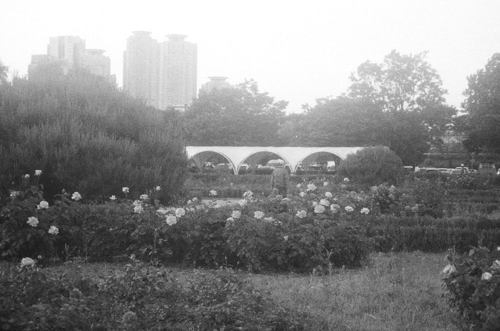 a black and white photo of a garden