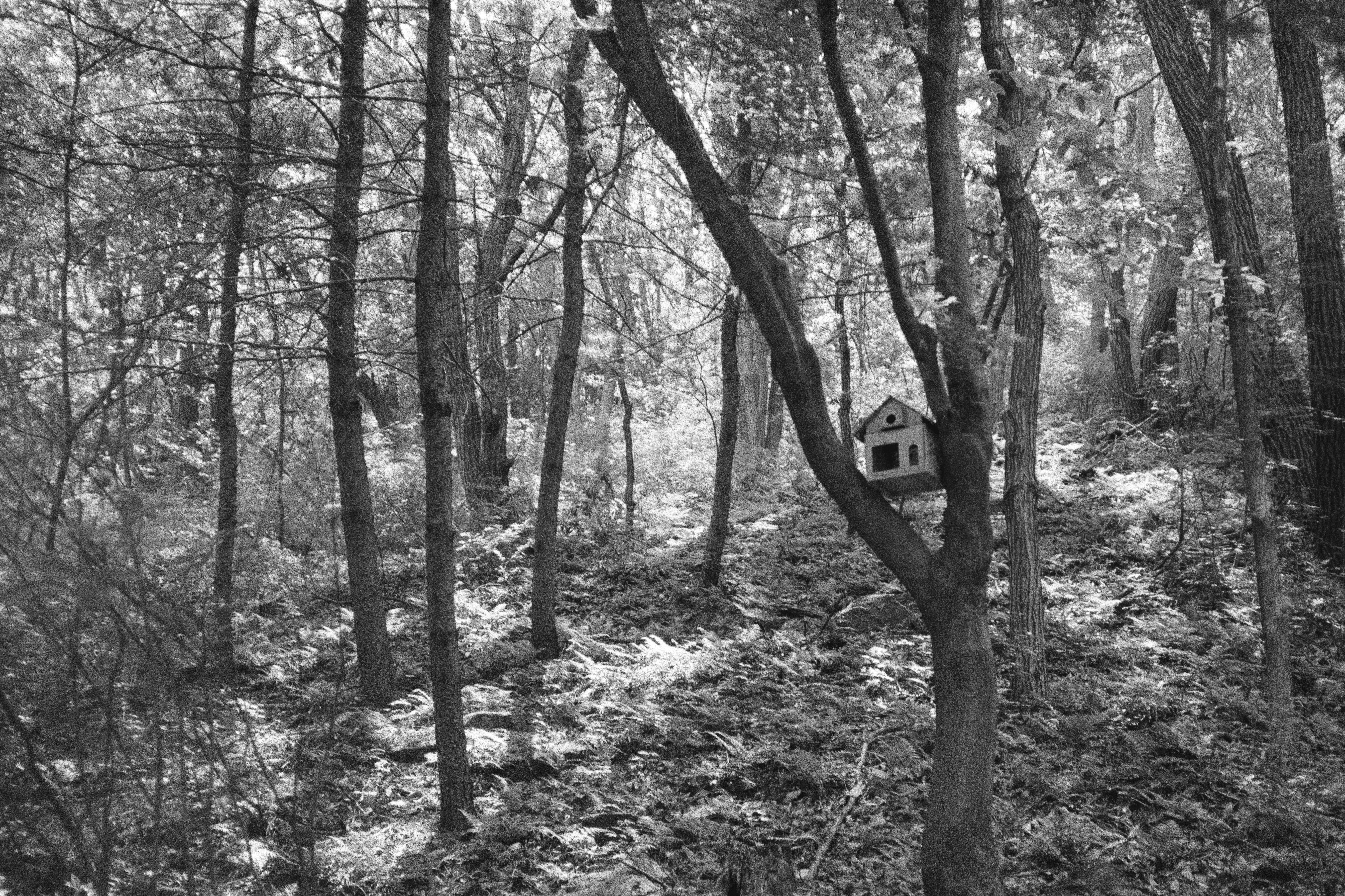 a birdhouse in a tree in the woods