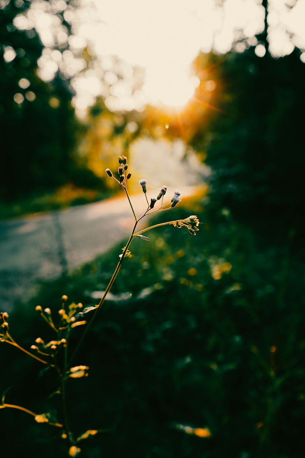 a small plant in the middle of a road