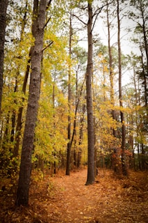 A scenic landscape showing a winding path through a dense forest in autumn.