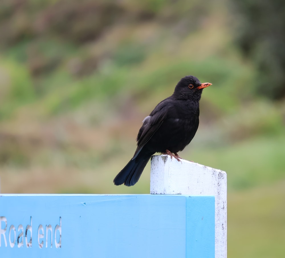 a black bird sitting on top of a blue sign