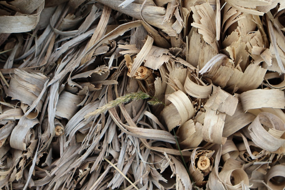 a close up of a pile of wood shavings