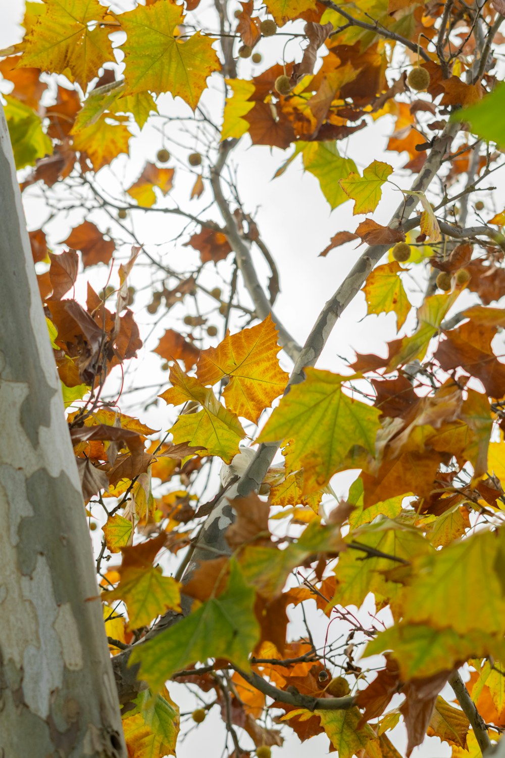 a tree with yellow and green leaves on it