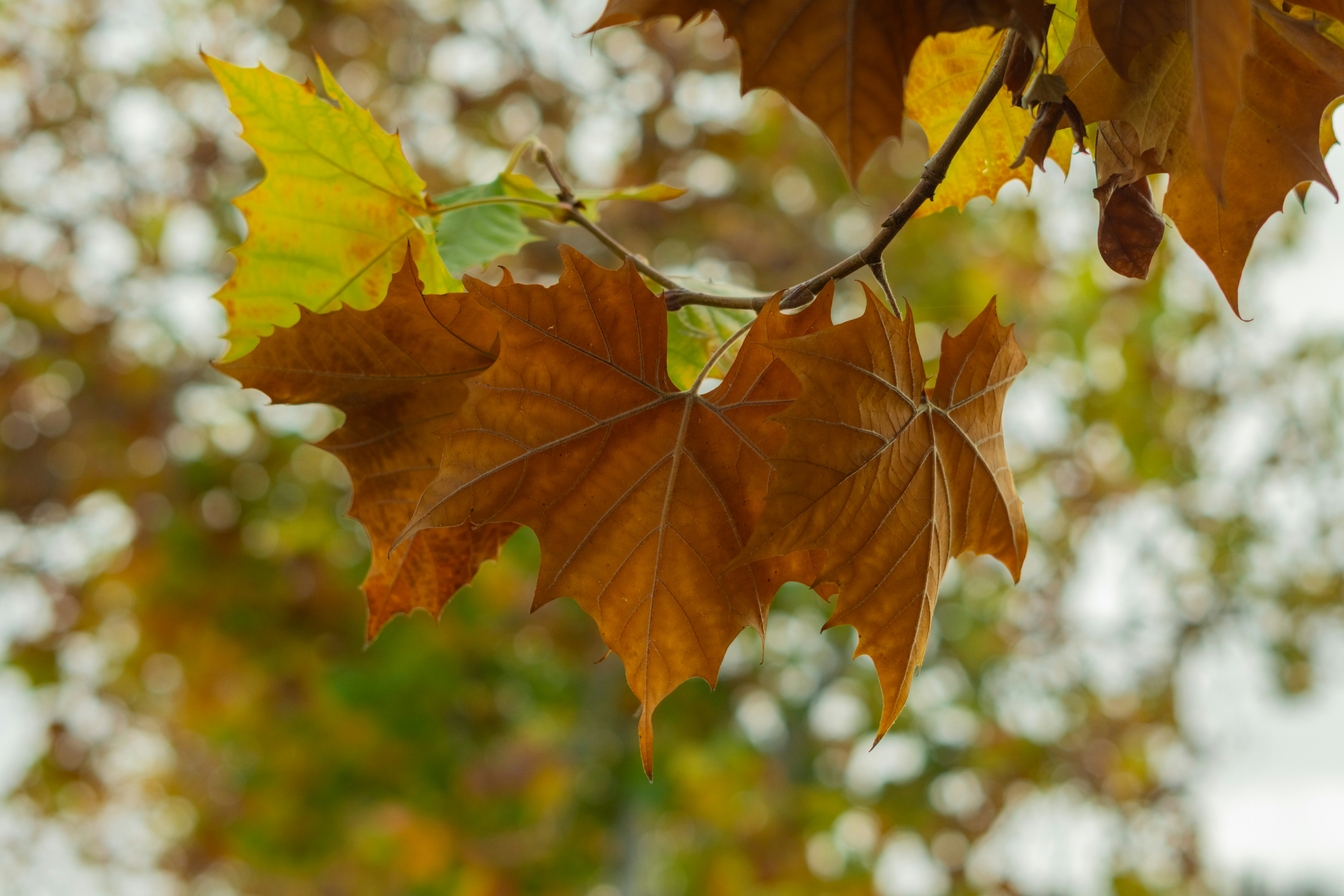 Photo by spencer_demera