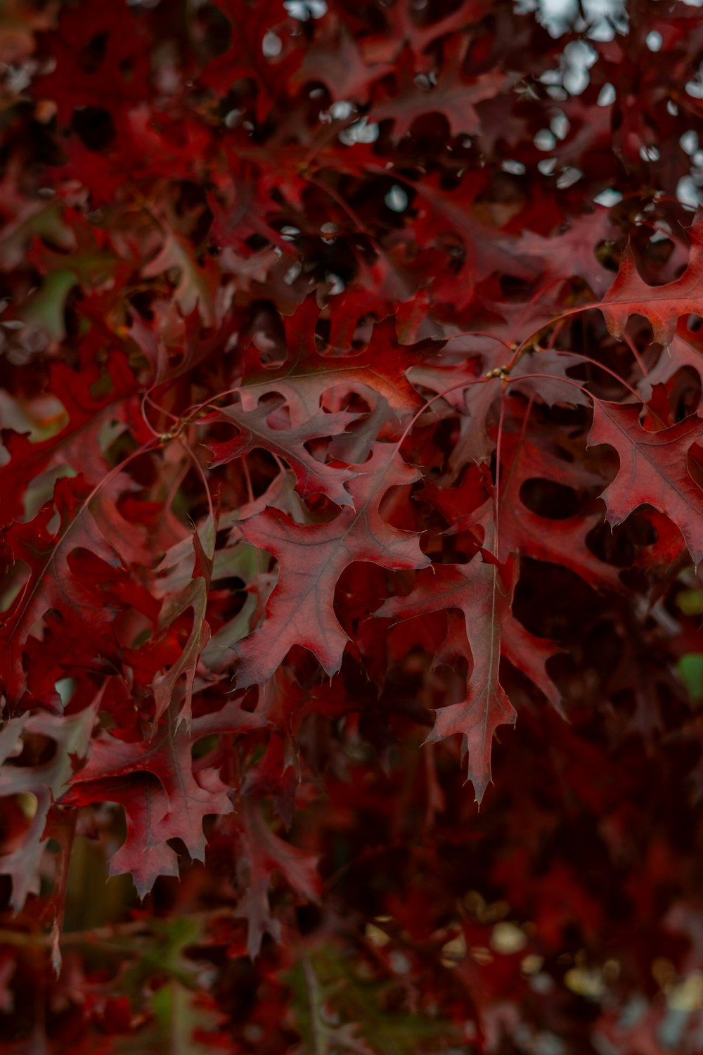 a close up of a tree with red leaves