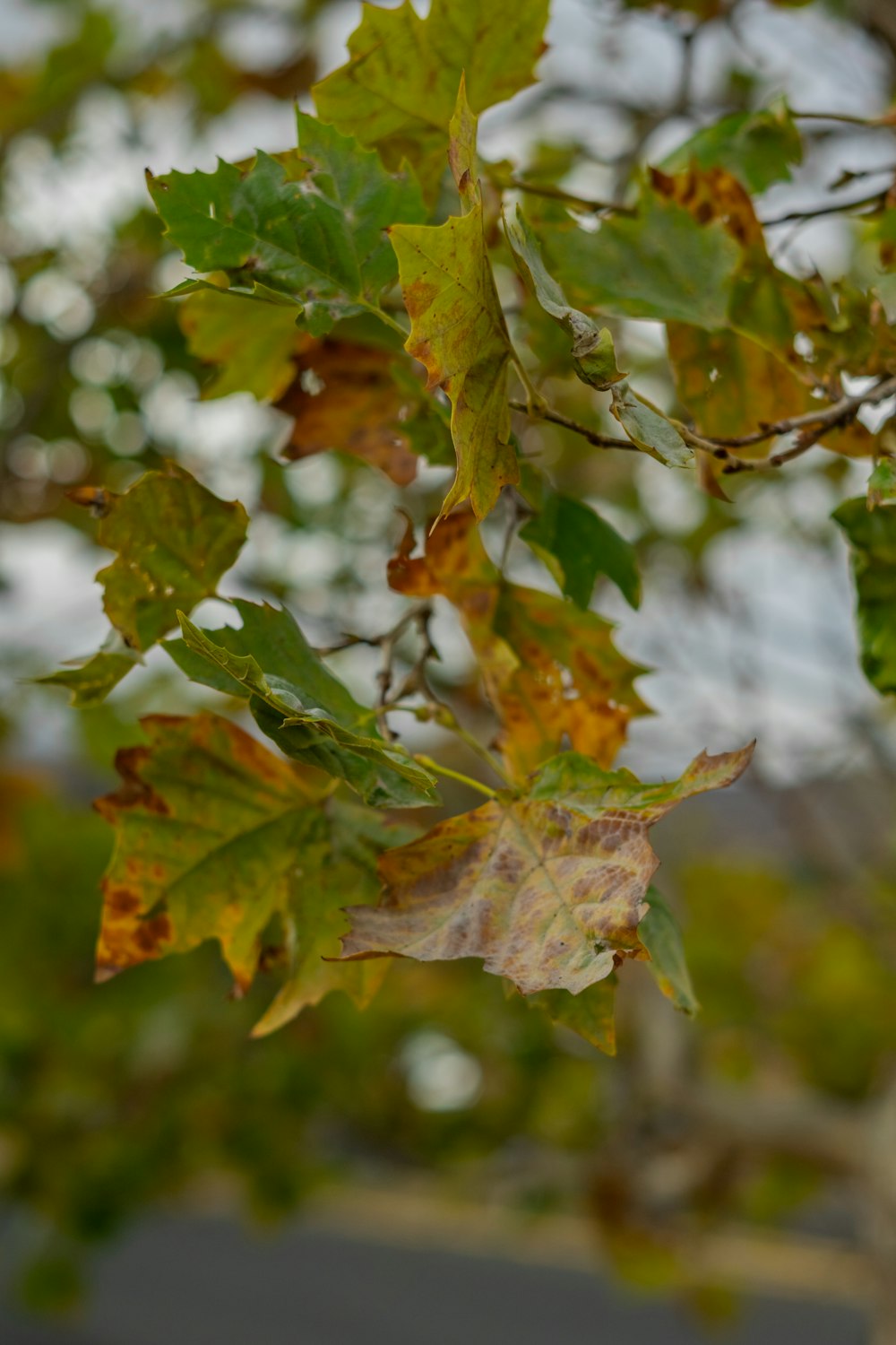 a close up of a leaf on a tree