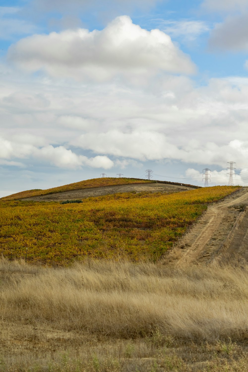 a dirt road going through a grassy field