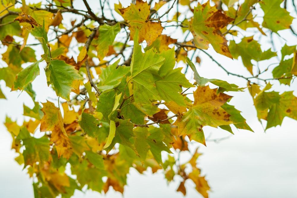 the leaves of a tree are yellow and green