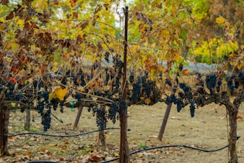 Rows of grapevines with ripe dark grapes hang under the tangled vines and autumn-colored leaves. The vineyard setting includes a dry ground covered with scattered leaves and irrigation hoses running along the base of the vines.