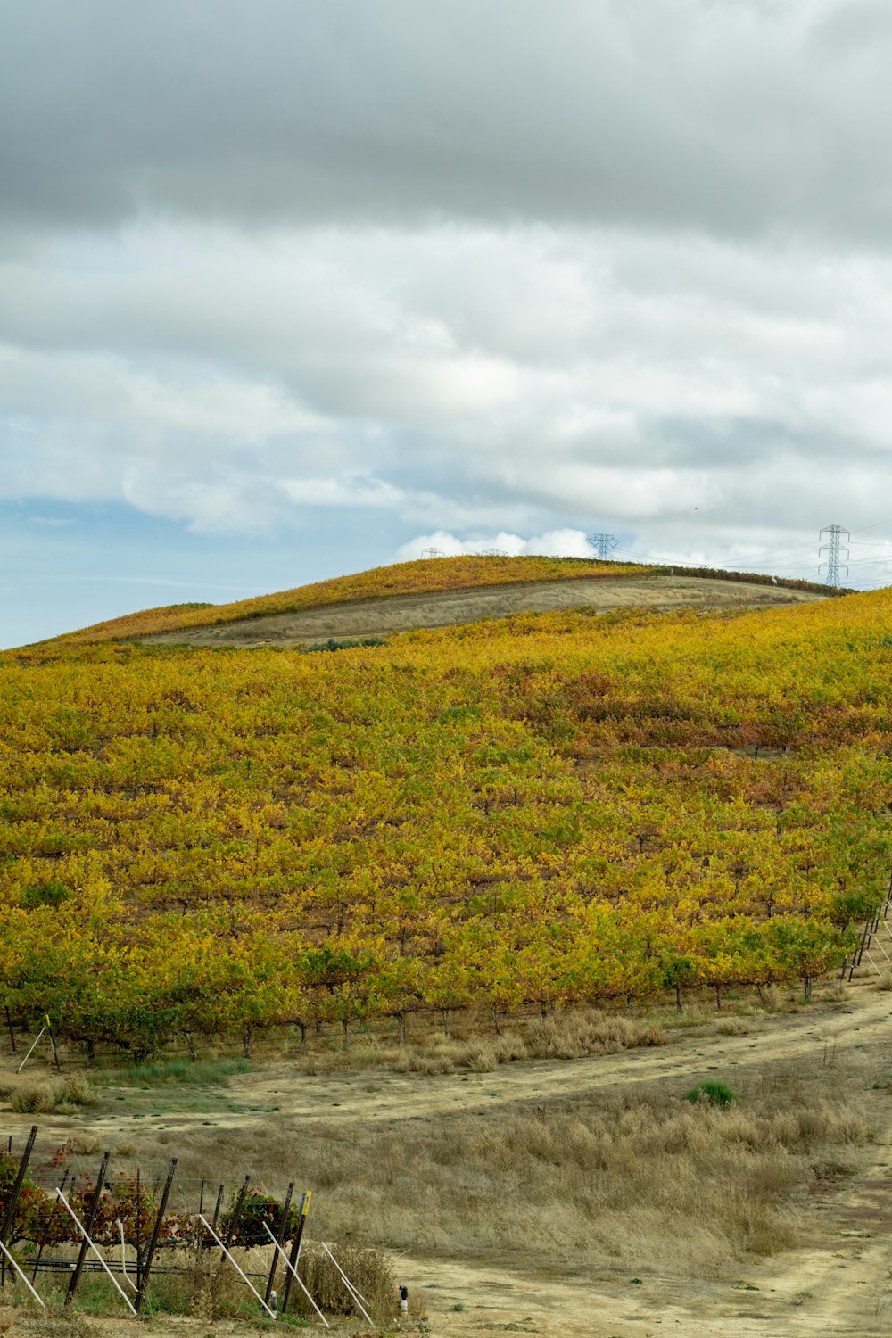 a grassy hill with a dirt road going through it