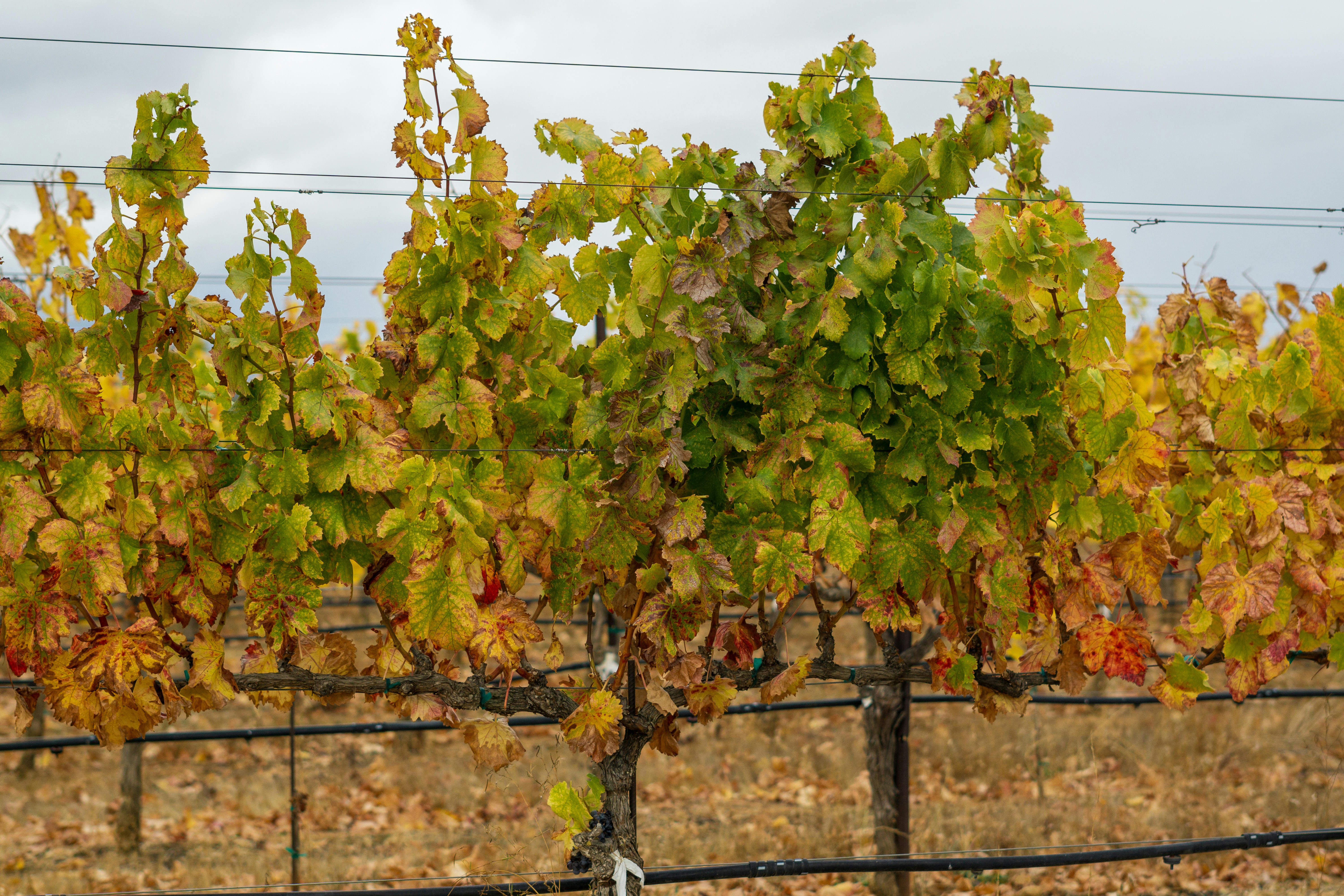 Photo by spencer_demera