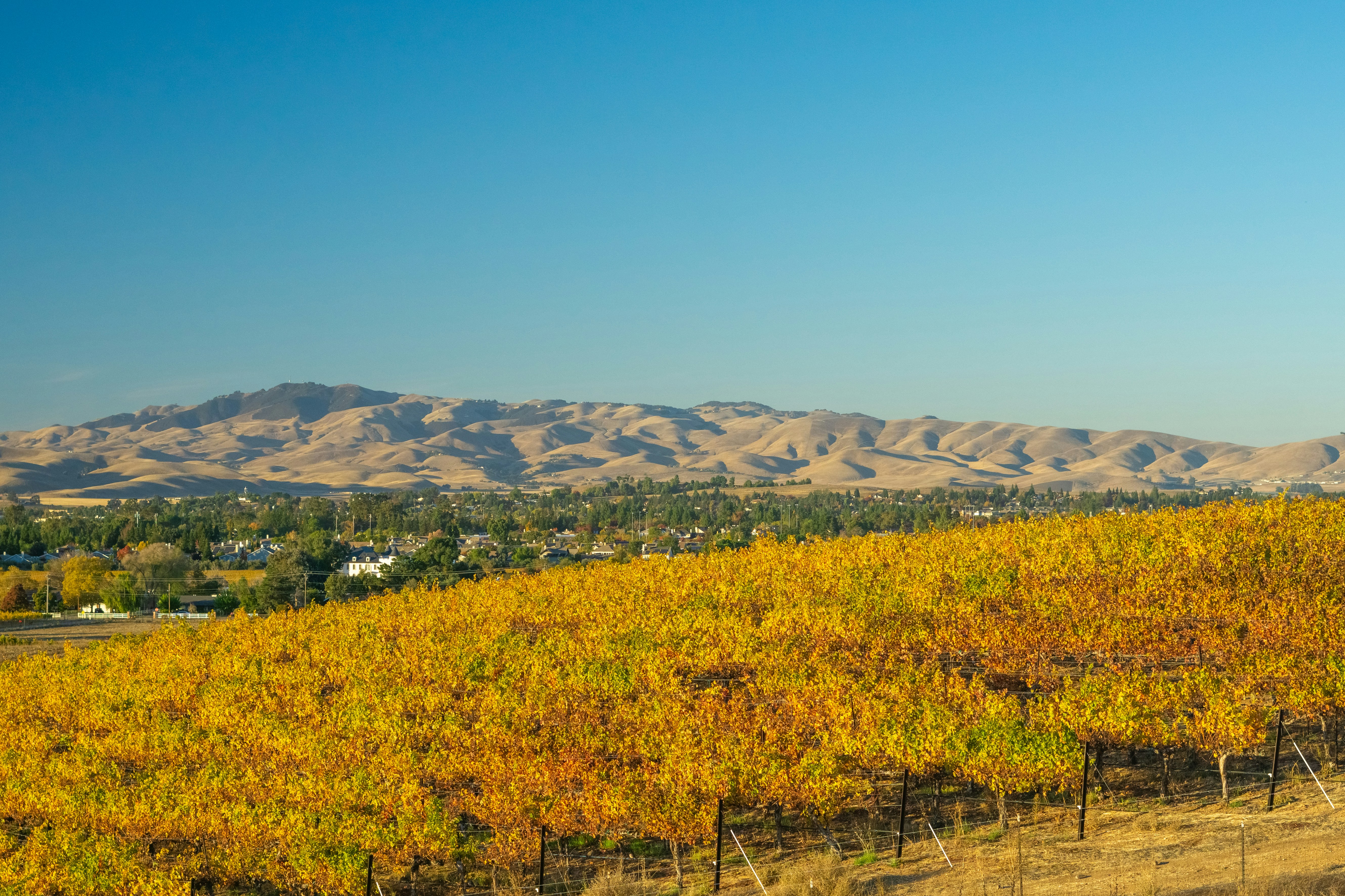 a vineyard in the foreground with mountains in the background