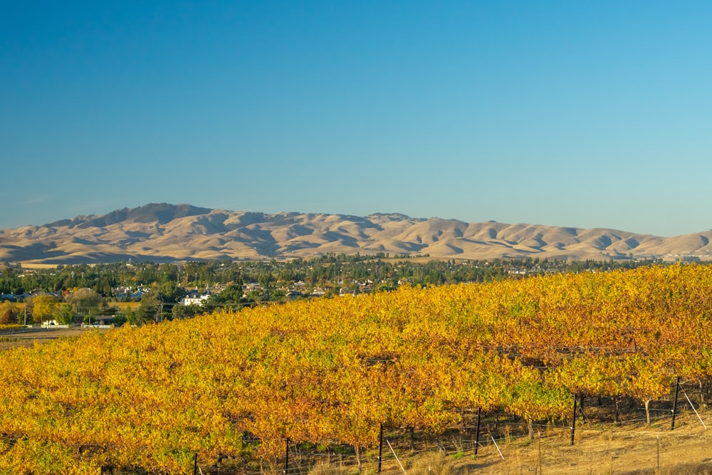 a vineyard in the foreground with mountains in the background