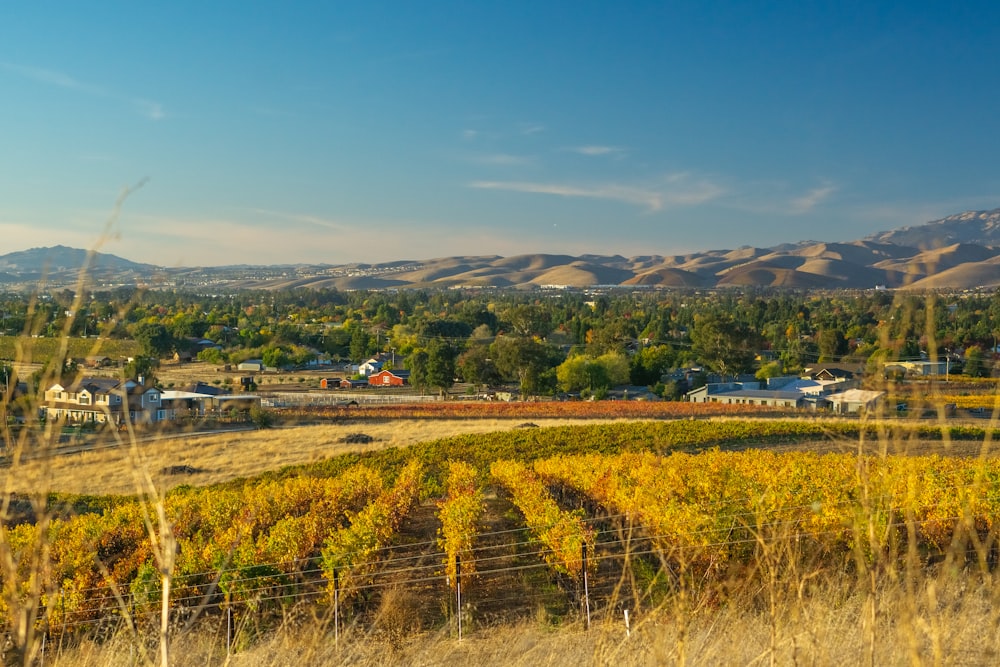 a scenic view of a small town and a vineyard