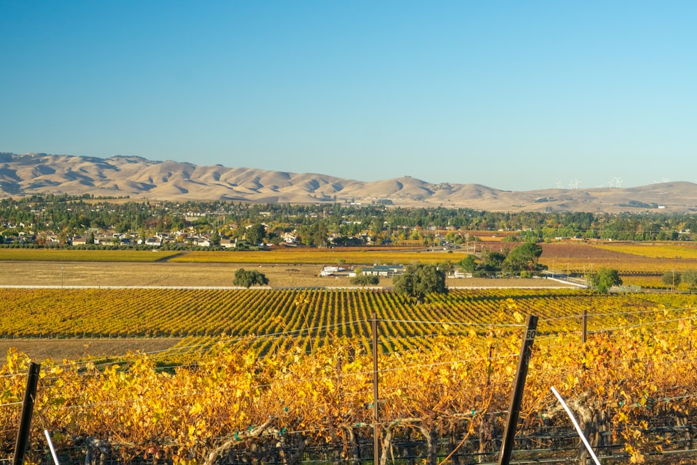 a view of a vineyard with mountains in the background