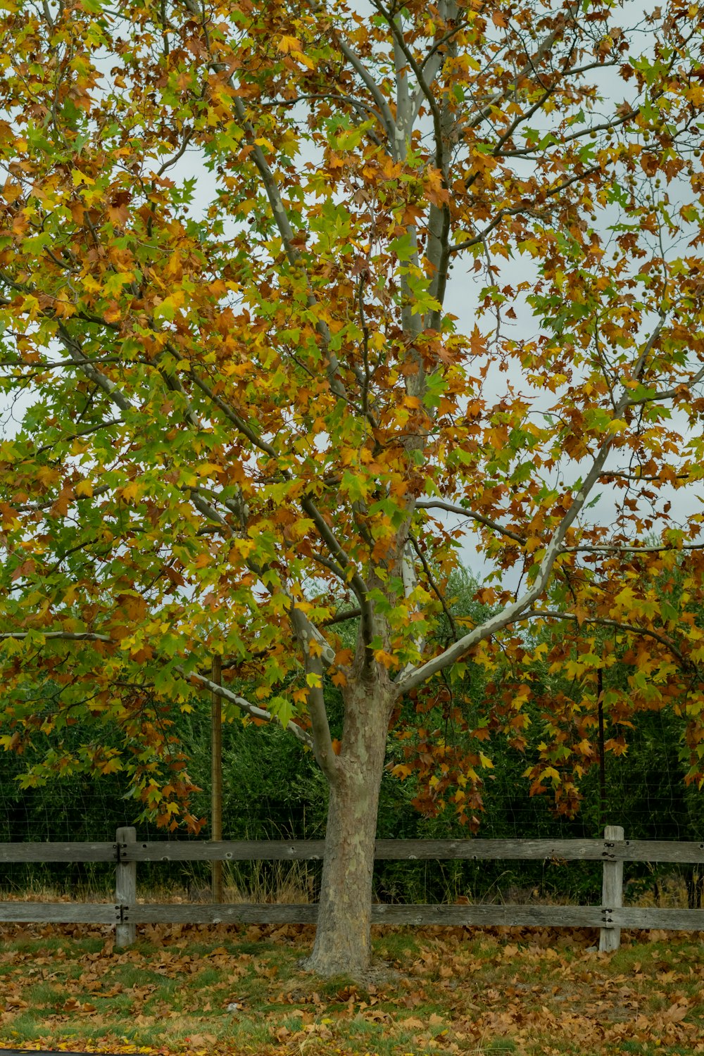 a tree with yellow leaves in front of a wooden fence