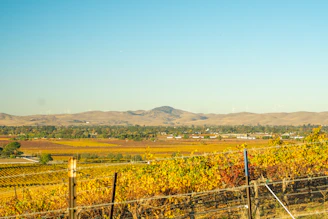 A high-resolution image of an automated vineyard blending traditional Spanish agriculture with modern technology under a clear Andalusian sky.