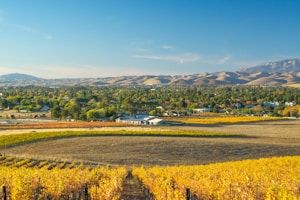 A scenic landscape featuring a vineyard with rows of grapevines in shades of yellow and green. In the distance, there are clusters of trees and residential buildings set against rolling hills and a blue sky.