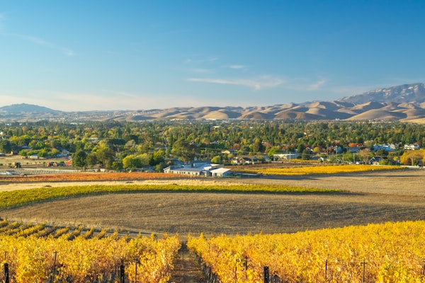 A scenic landscape featuring a vineyard with rows of grapevines in shades of yellow and green. In the distance, there are clusters of trees and residential buildings set against rolling hills and a blue sky.