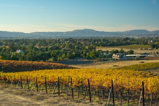 A picturesque vineyard stretches across a rolling hillside under a clear blue sky. Rows of grapevines are visible, their leaves turning shades of yellow and orange, signaling autumn. In the distance, a small town can be seen nestled among trees, with mountains forming a serene backdrop.