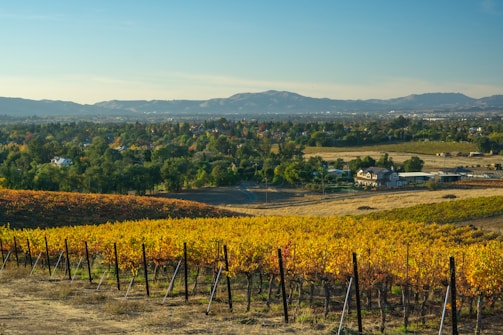 A picturesque vineyard stretches across a rolling hillside under a clear blue sky. Rows of grapevines are visible, their leaves turning shades of yellow and orange, signaling autumn. In the distance, a small town can be seen nestled among trees, with mountains forming a serene backdrop.