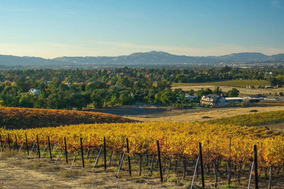 Scenic autumn vineyard at a farm winery
