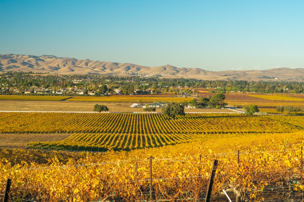 a vineyard in the middle of a field with mountains in the background