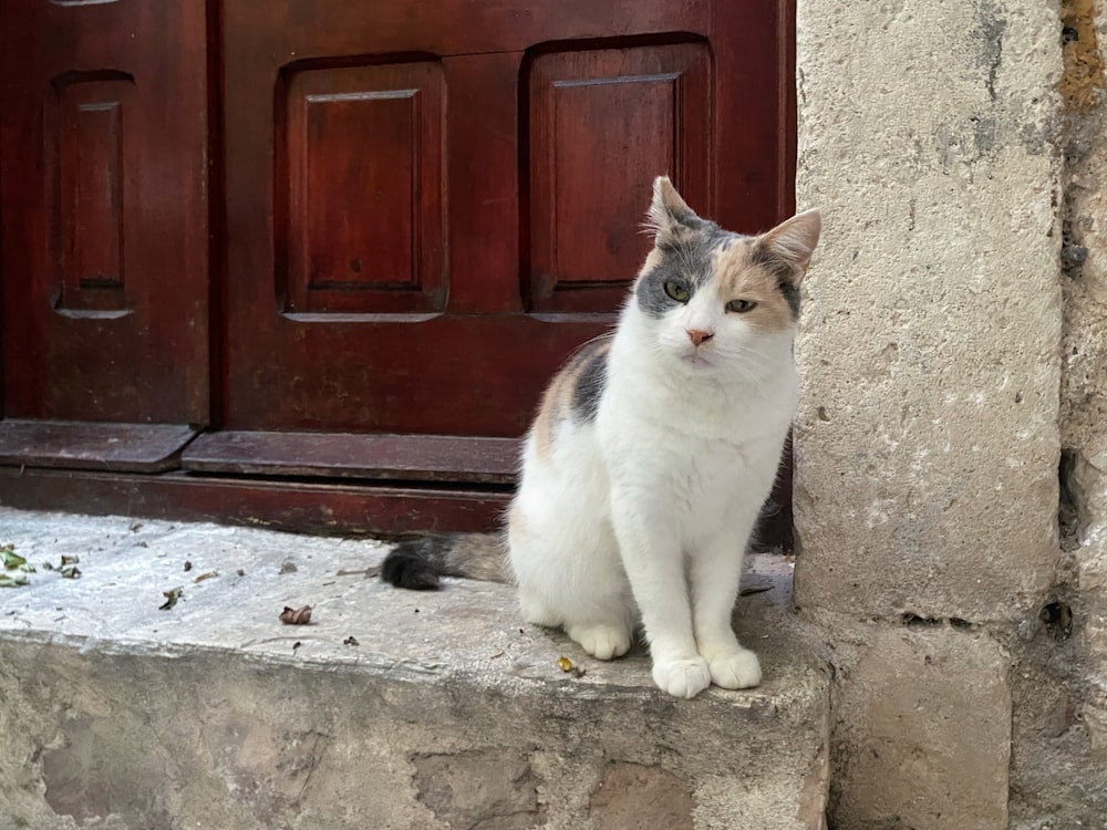 um gato sentado em um degrau na frente de uma porta