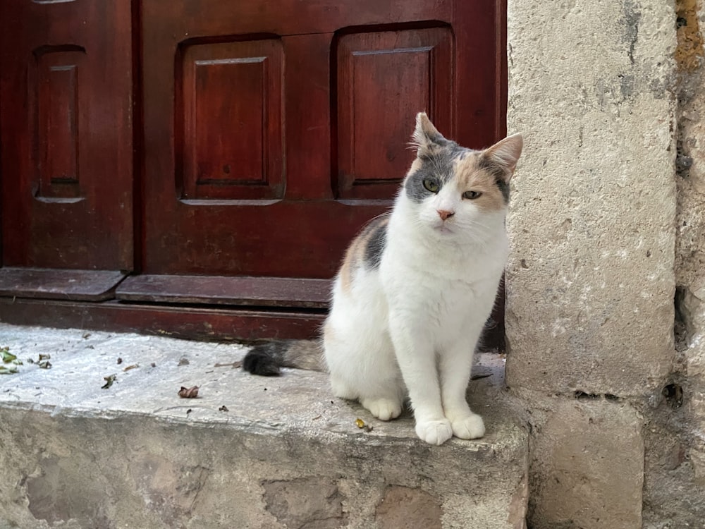 un gatto seduto su un gradino davanti a una porta