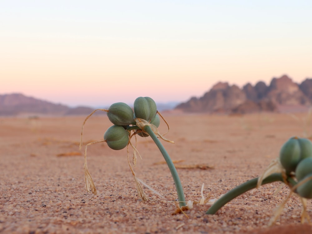 a plant in the middle of a desert with mountains in the background