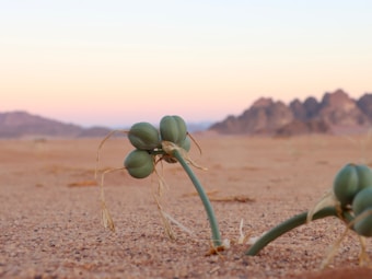 A small plant with green, bulbous fruits grows in an arid desert landscape. The sandy ground is sparsely vegetated with distant rocky hills and a pastel-colored sky at sunrise or sunset.