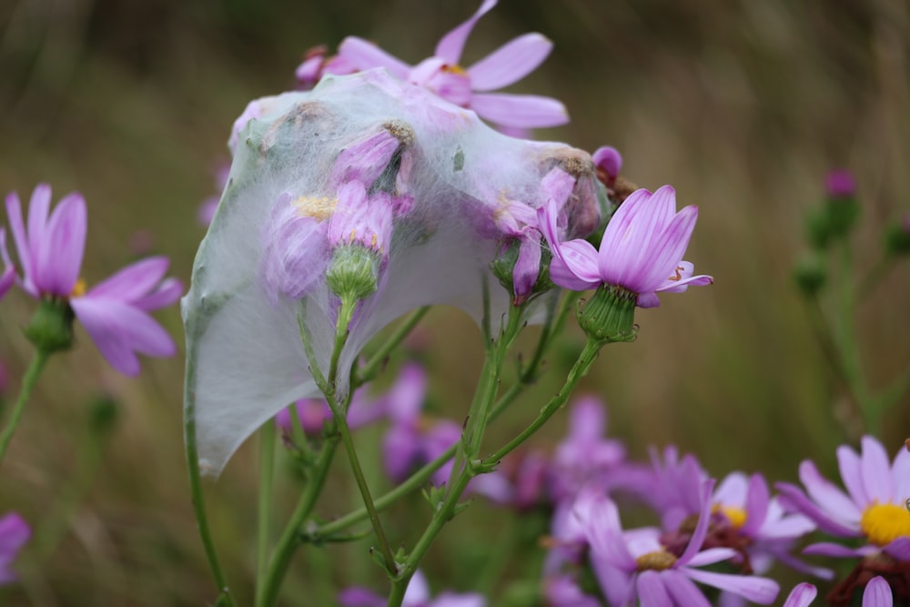 a close up of a flower with a bug on it