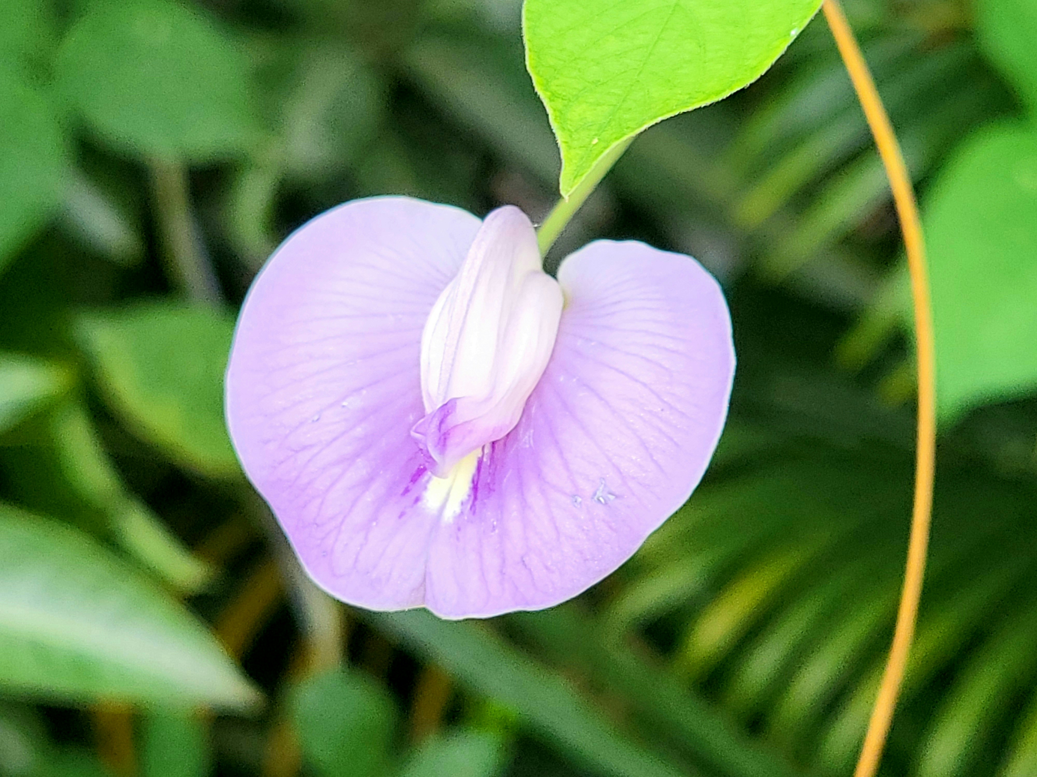 a purple flower with a green leaf in the background