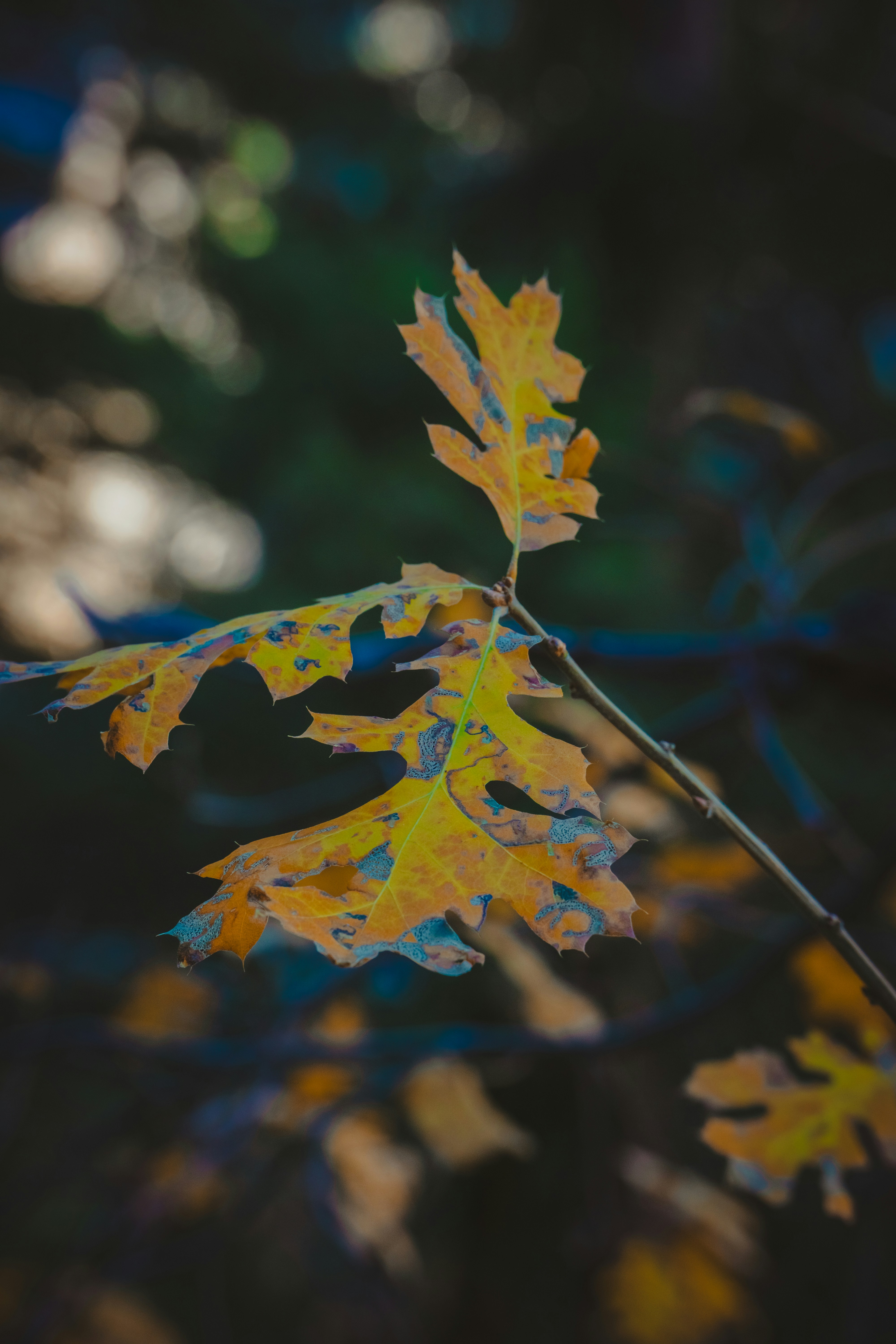 Photo by spencer_demera