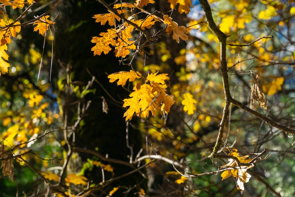 a tree with yellow leaves in a forest