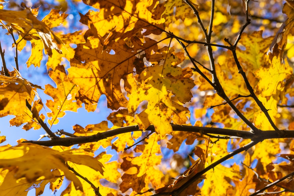 Ein Baum mit gelben Blättern und blauem Himmel im Hintergrund