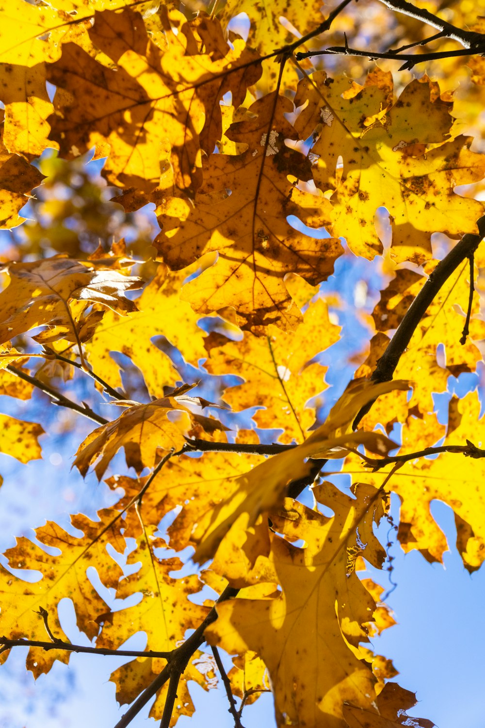 a tree with yellow leaves and blue sky in the background