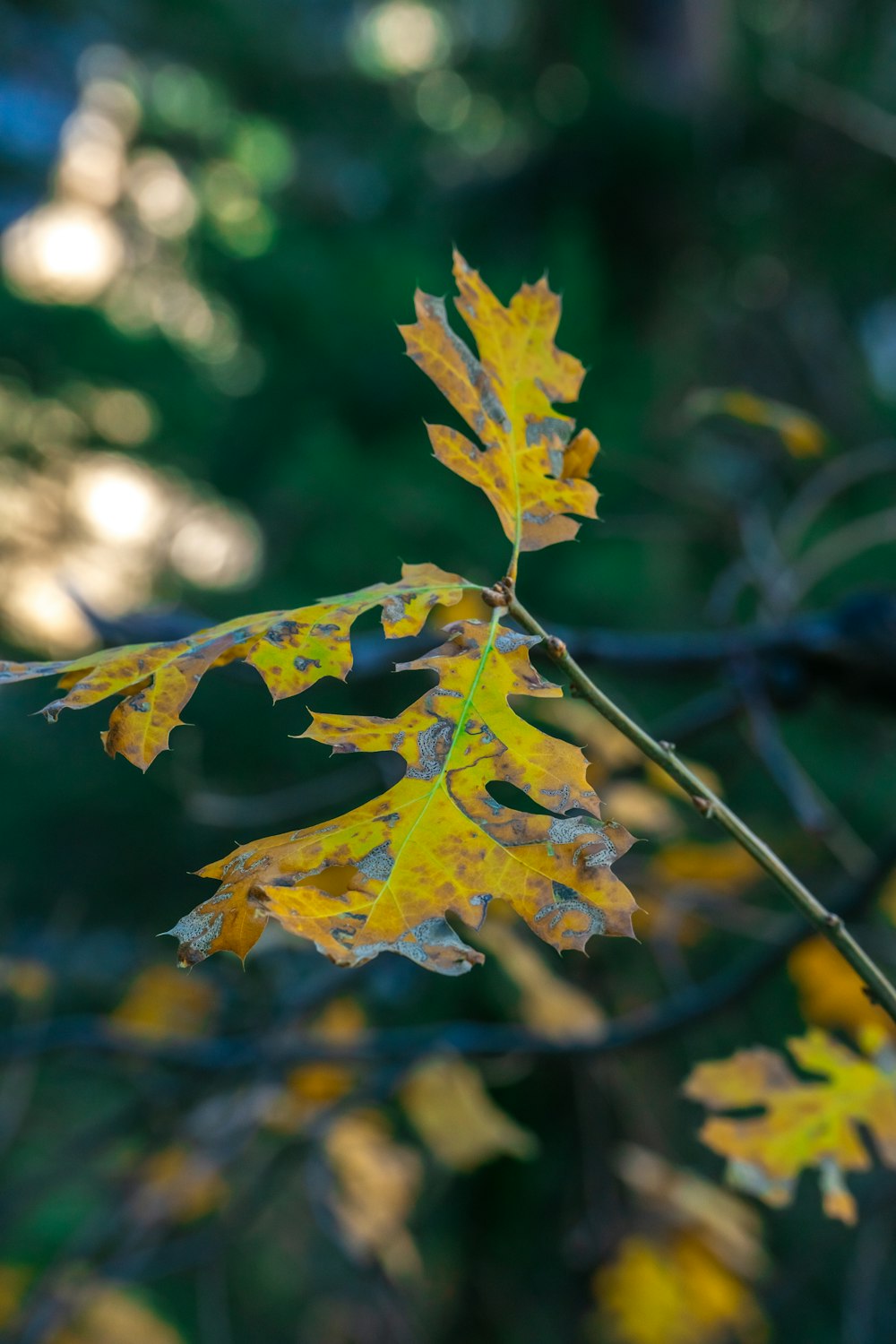 ein Zweig mit gelben und grünen Blättern darauf