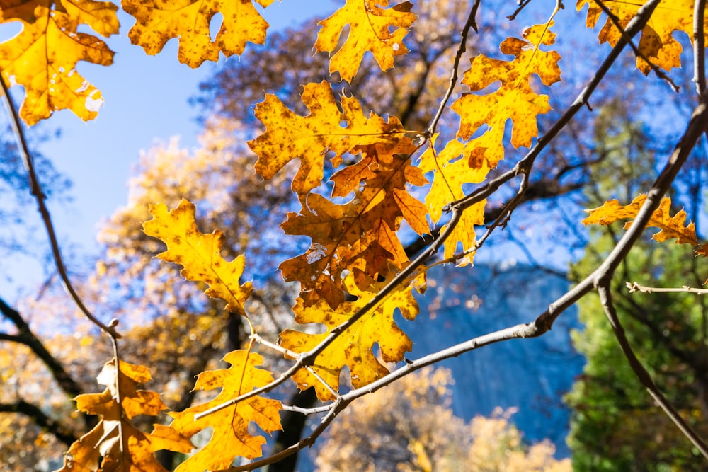 a tree with yellow leaves in the fall