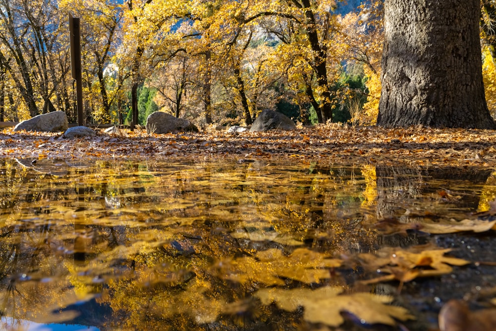 a body of water surrounded by trees and leaves