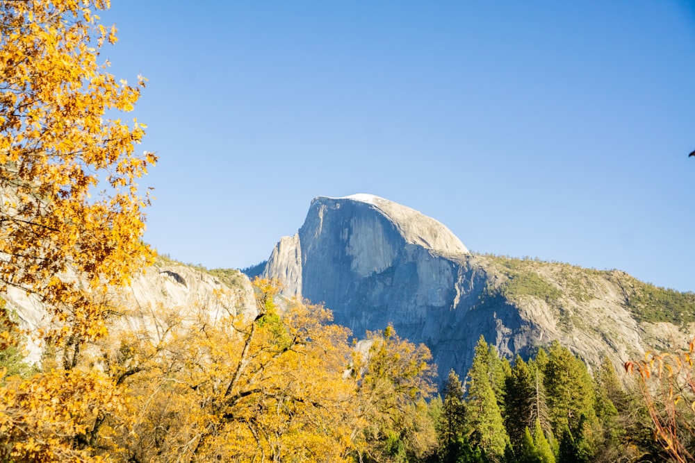 a view of a mountain in the distance with trees in the foreground