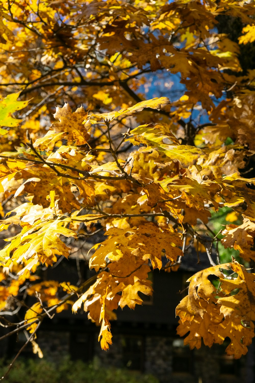 a tree with yellow leaves in front of a house
