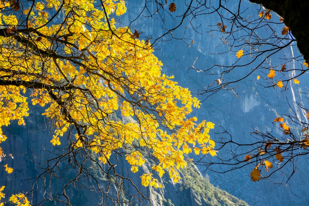 산 앞에 노란 잎을 가진 나무