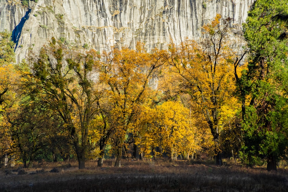 a forest filled with lots of trees next to a mountain