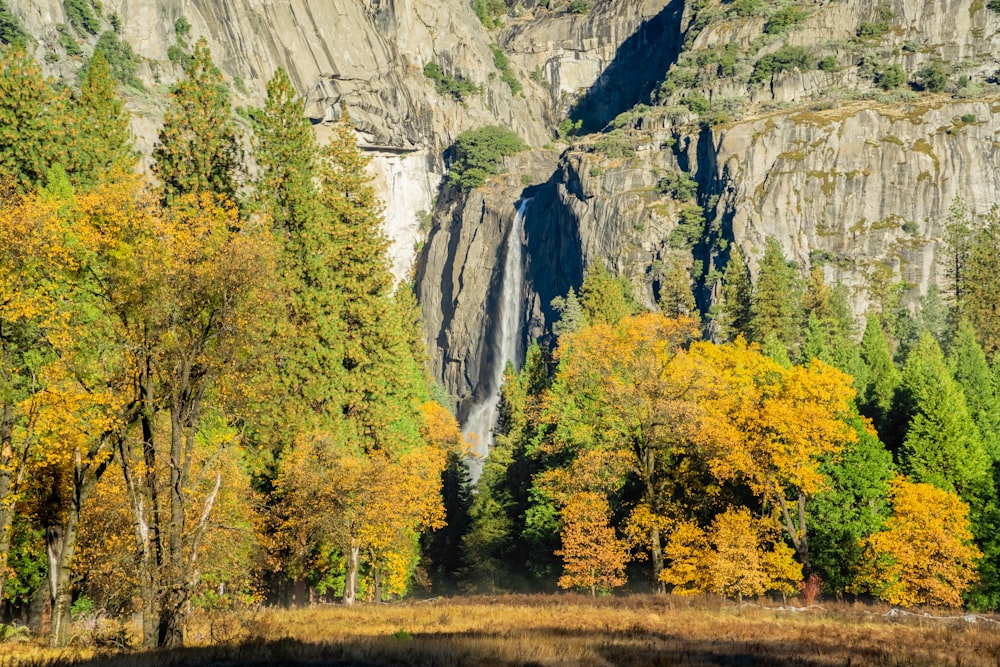 a large waterfall surrounded by a forest filled with trees