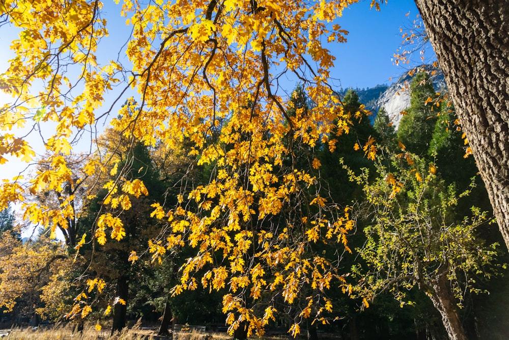 un árbol con hojas amarillas en un parque