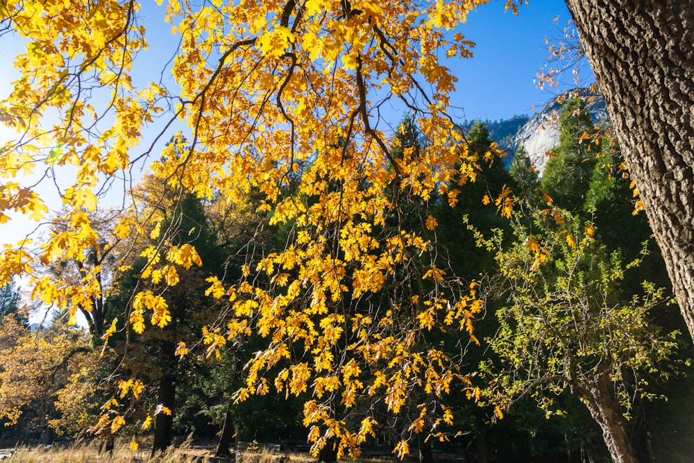 a tree with yellow leaves in a park