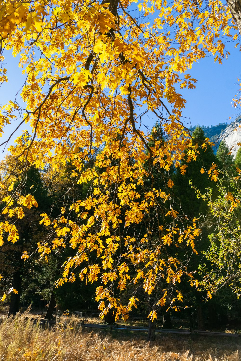 a tree with yellow leaves in front of a mountain