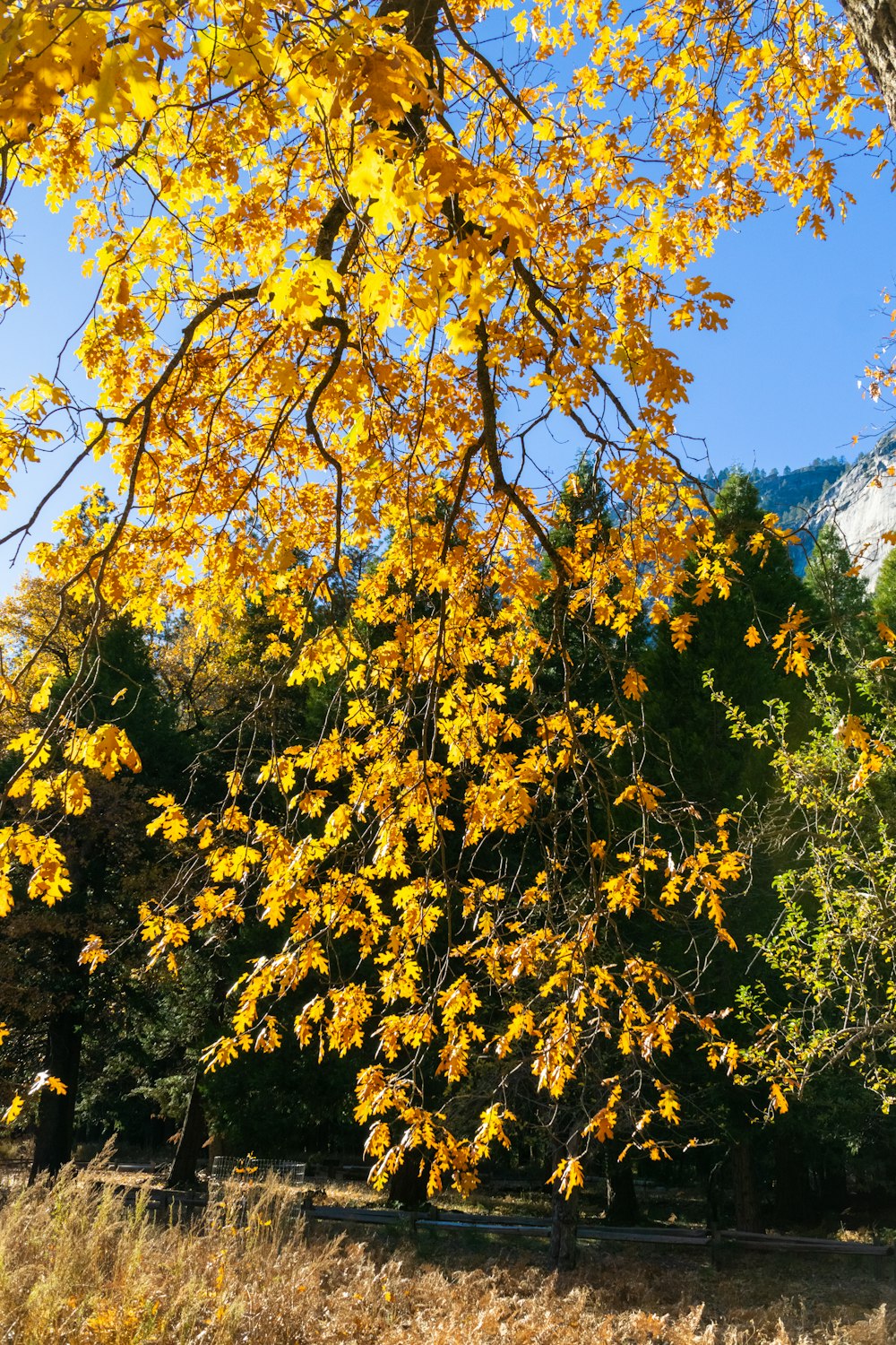 un árbol de hojas amarillas frente a una montaña