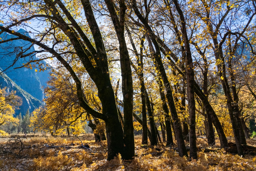 un gruppo di alberi con foglie gialle in una foresta